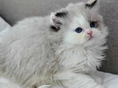 Uber Rare Blue Eyed Tortie Point British Longhair - British Shorthair - Gallery Photo #1