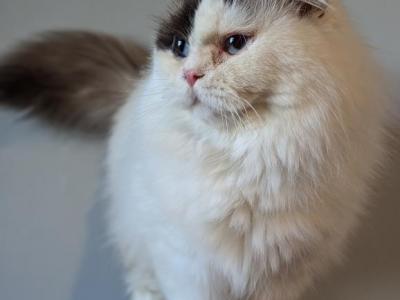 British Longhair Blue Eyed Boy - British Shorthair - Gallery Photo #1