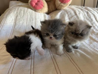 Three Persian Kittens - Persian - Gallery Photo #1