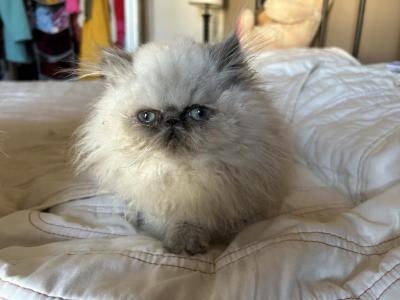 Handsome Persian Kitten Male - Persian - Gallery Photo #1