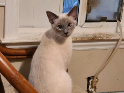 Teenage Siamese - Siamese - Gallery Photo #1