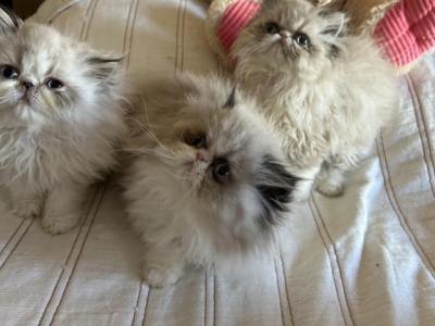 Persian Silver Point Blue Eyes Kittens Male Female - Persian - Gallery Photo #1