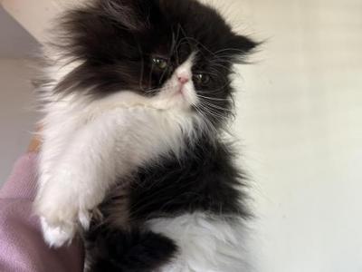 Black And White Persian Kitten - Persian - Gallery Photo #1