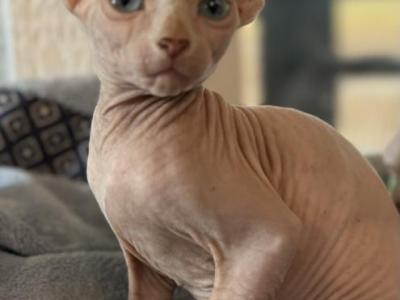 Sphynx Female - Sphynx - Gallery Photo #1