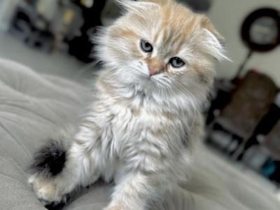 SCOTTISH FOLD - Scottish Fold - Gallery Photo #1