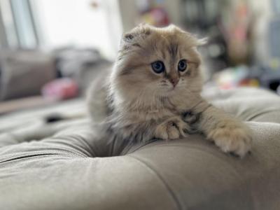 Girl  SCOTTISH FOLD - Scottish Fold - Gallery Photo #1