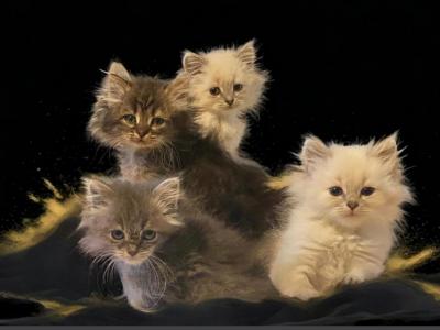 Hypoallergenic Siberian Kittens - Siberian - Gallery Photo #1