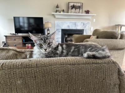 Lunas Litter - Maine Coon - Gallery Photo #1