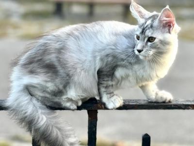 Silver - Maine Coon - Gallery Photo #1