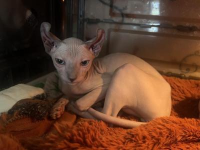 Curly - Sphynx - Gallery Photo #1