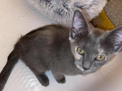 Isis - Russian Blue - Gallery Photo #1