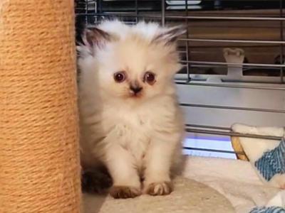 Himalayan Registered Doll Face Kittens - Himalayan - Gallery Photo #1