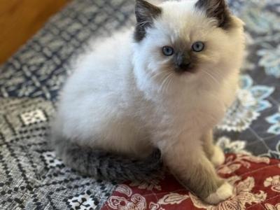 Mittens - Ragdoll - Gallery Photo #1