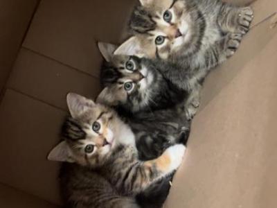 Tailless Manx Kittens - Manx - Gallery Photo #1