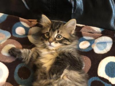 Fluffy Manx Kitten - Manx - Gallery Photo #1