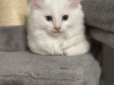 Whitey - Ragdoll - Gallery Photo #1