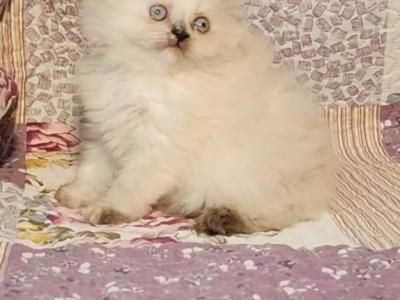 Doll Face White Persian - Persian - Gallery Photo #1