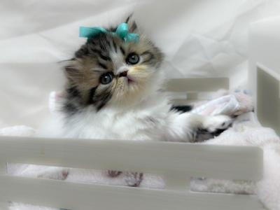 Penelopes Kittens - Persian - Gallery Photo #1