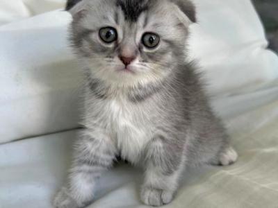 Mimi - Scottish Fold - Gallery Photo #1