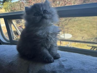 Silver Shaded Persian Kittens - Persian - Gallery Photo #1