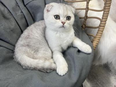 Milo - Scottish Fold - Gallery Photo #1