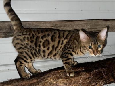 Luke - Bengal - Gallery Photo #1