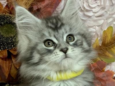 Yellow Collar Female - Maine Coon - Gallery Photo #1