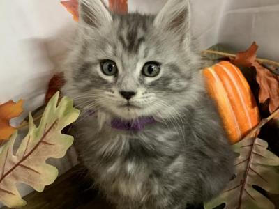 Purple Collar Female - Maine Coon - Gallery Photo #1