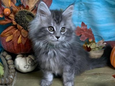 Teal Collar Female - Maine Coon - Gallery Photo #1