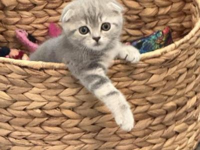 Female Scottish Fold - Scottish Fold - Gallery Photo #1