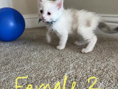 Beautiful Ragdoll Kitten - Ragdoll - Gallery Photo #1