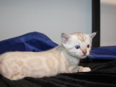 Snow Leopard Female - Bengal - Gallery Photo #1