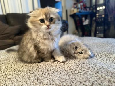 Scottish Fold Girl - Scottish Fold - Gallery Photo #1