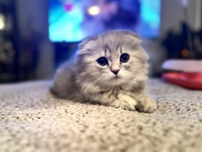 Scottish Fold Grey Girl - Scottish Fold - Gallery Photo #1