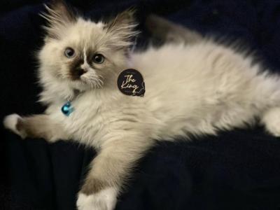 Seal Mitted Ragdoll - Ragdoll - Gallery Photo #1