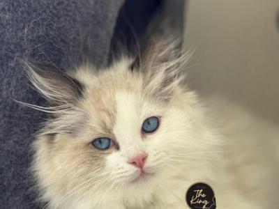 Seal Bicolor Ragdoll - Ragdoll - Gallery Photo #1