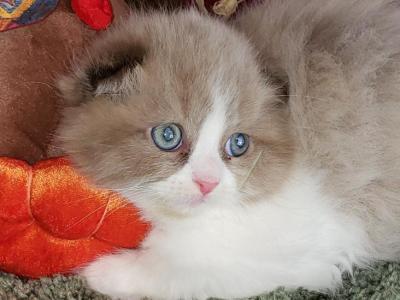 Ginas Boy - Scottish Fold - Gallery Photo #1