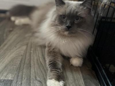 Prince - Ragdoll - Gallery Photo #1