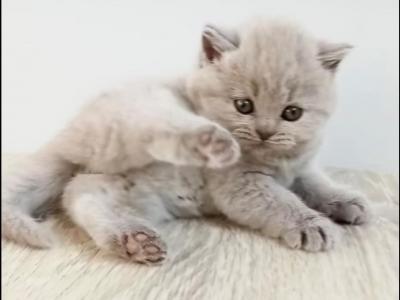 PURE BREED BRITISH SHORTHAIR KITTENS BOY - British Shorthair - Gallery Photo #1