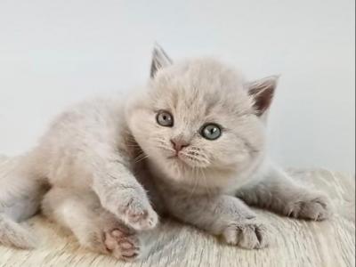 PURE BREED BRITISH SHORTHAIR KITTENS BOY - British Shorthair - Gallery Photo #1