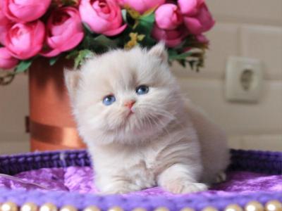 Pion - British Shorthair - Gallery Photo #1