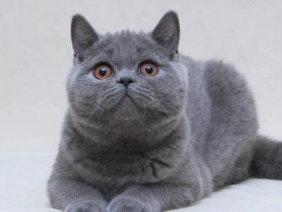 Frodo - British Shorthair - Gallery Photo #1