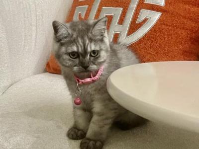 Smokey - British Shorthair - Gallery Photo #1