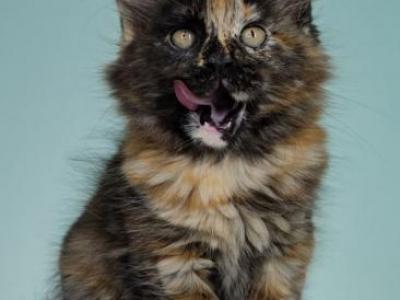 Arisha - Maine Coon - Gallery Photo #1