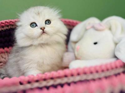 Fantik - Scottish Fold - Gallery Photo #1