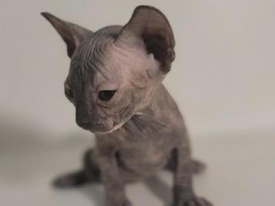 Daisy Female Sphynx Tortoiseshell Kitten - Sphynx - Gallery Photo #1