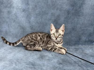 Elton - Bengal - Gallery Photo #1