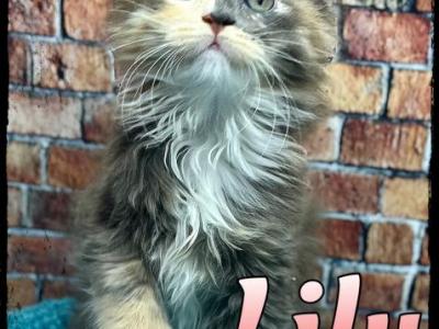 Sushi Litter - Maine Coon - Gallery Photo #1