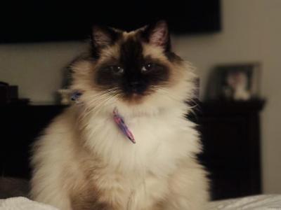 Stella - Ragdoll - Gallery Photo #1