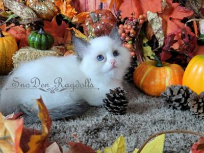 Ella - Ragdoll - Gallery Photo #1